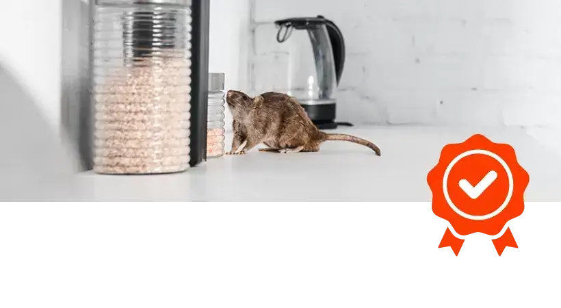 Odpluskwianie